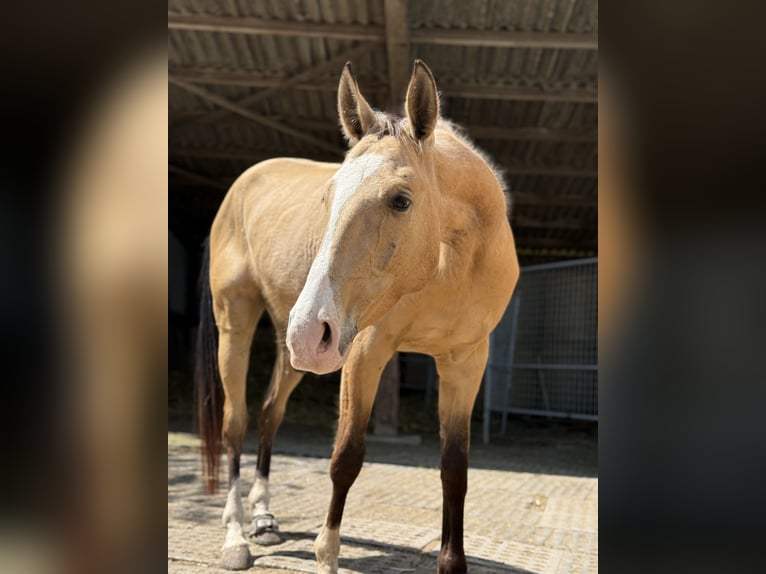 Achal-Tekkiner Wallach 6 Jahre 157 cm Buckskin in Marburg