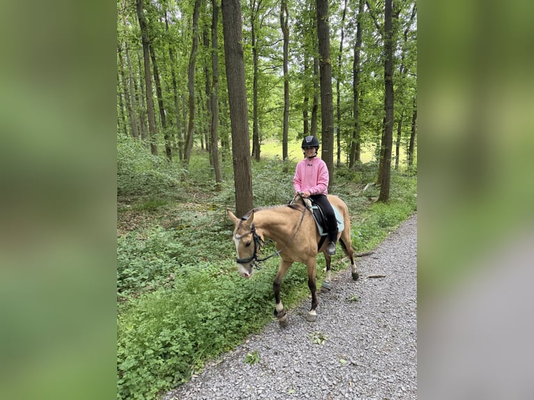 Achal-Tekkiner Wallach 6 Jahre 157 cm Buckskin in Marburg