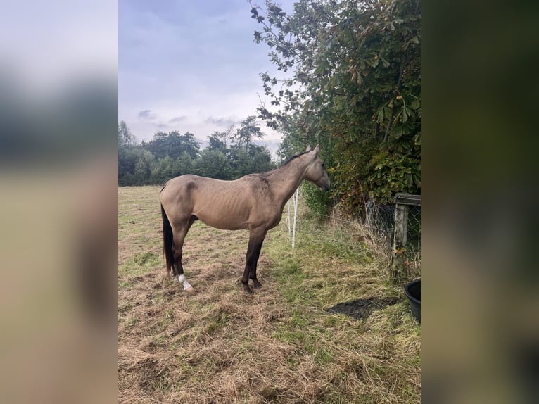 Achal-Tekkiner Wallach 7 Jahre 156 cm Buckskin in Garding