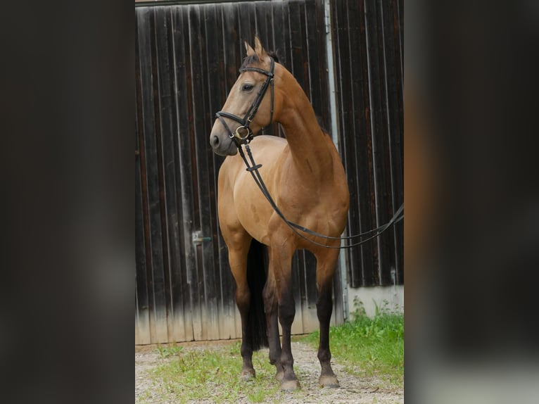 Achal-Tekkiner Wallach 7 Jahre 158 cm Buckskin in Weißenhorn