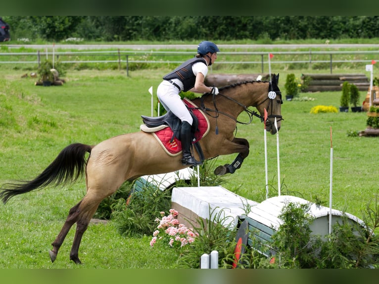 Achal-Tekkiner Wallach 7 Jahre 158 cm Buckskin in Weißenhorn