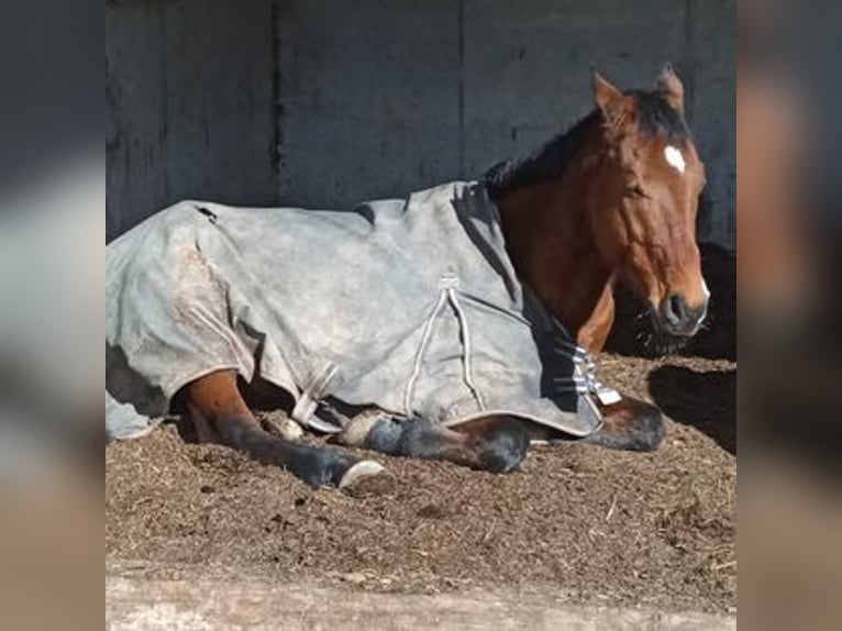 Achal-Tekkiner Wallach 9 Jahre 158 cm Brauner in Dulliken