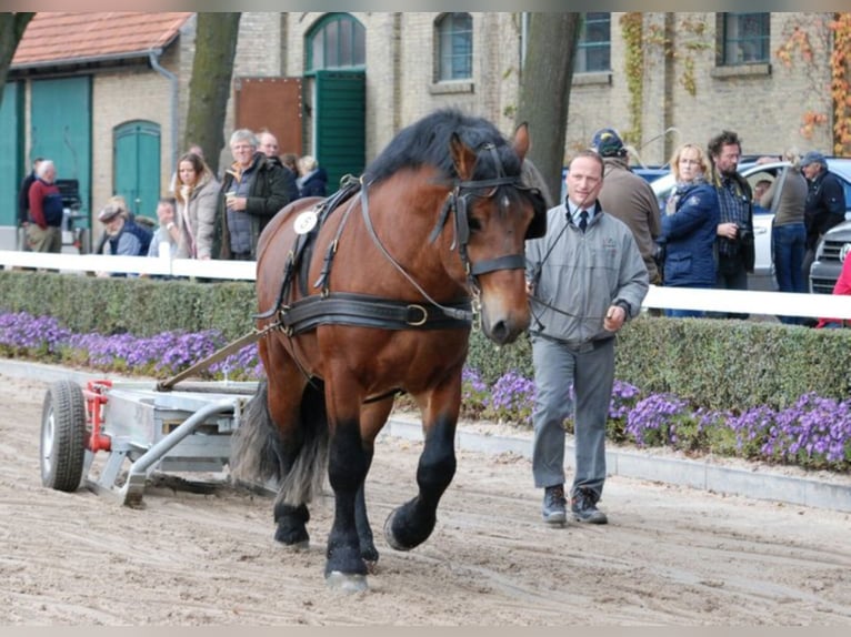 ADORO Reńsko-niemiecki koń zimnokrwisty Ogier Gniada in Warendorf