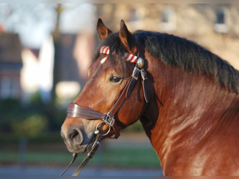 ADORO Rhenisch-German Heavy Draft Stallion in Warendorf