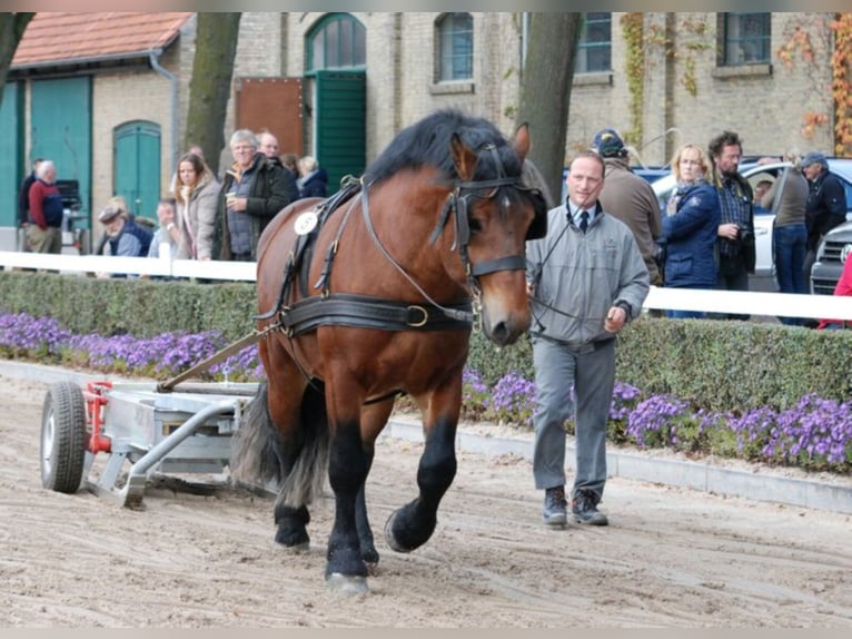 ADORO Rijnlandse Duitse Koudbloed Hengst Bruin in Warendorf