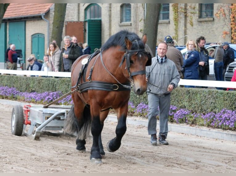 ADORO Sang froid allemand rhénan Étalon in Warendorf
