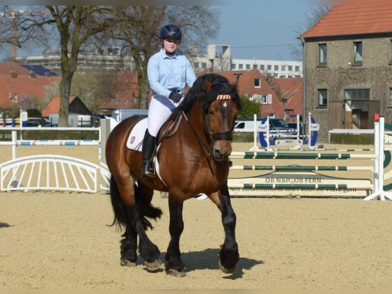 ADORO Sang froid allemand rhénan Étalon in Warendorf