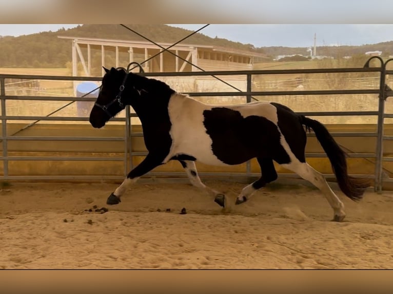 Aegidienberger Caballo castrado 13 años 153 cm Pío in Marburg