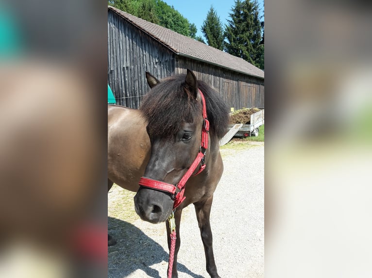 Aegidienberger Caballo castrado 14 años 148 cm Bayo in Mertingen
