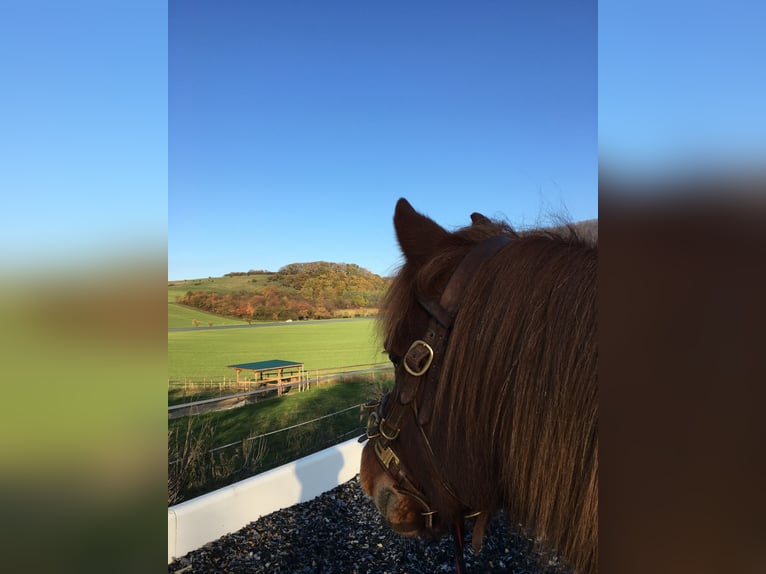 Aegidienberger Caballo castrado 17 años 145 cm Alazán in Nordstemmen