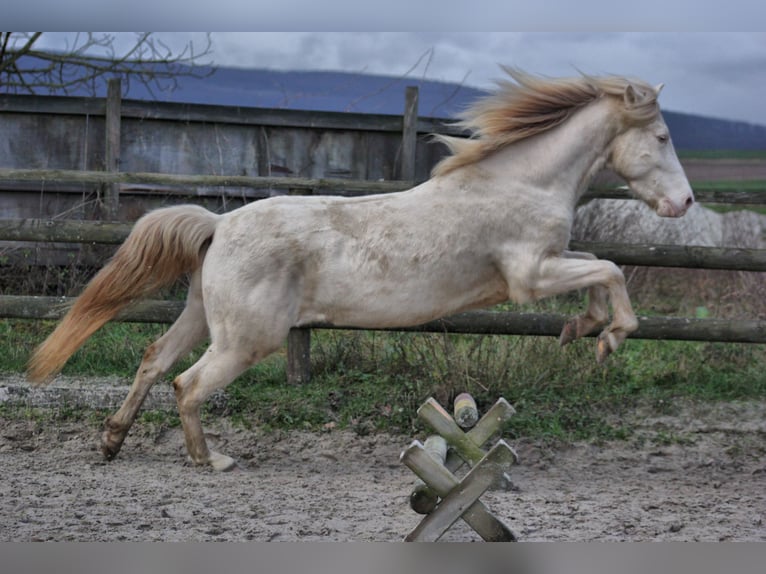 Aegidienberger Caballo castrado 5 años 150 cm Cremello in Hanhofen