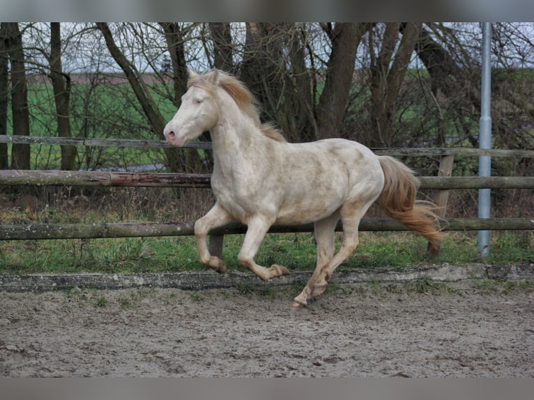 Aegidienberger Caballo castrado 5 años 150 cm Cremello in Hanhofen