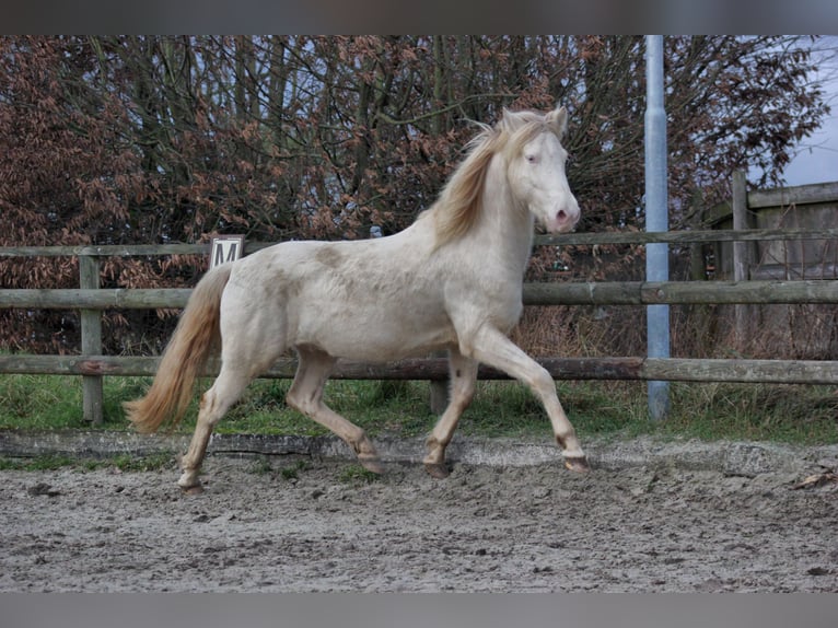 Aegidienberger Caballo castrado 5 años 150 cm Cremello in Hanhofen