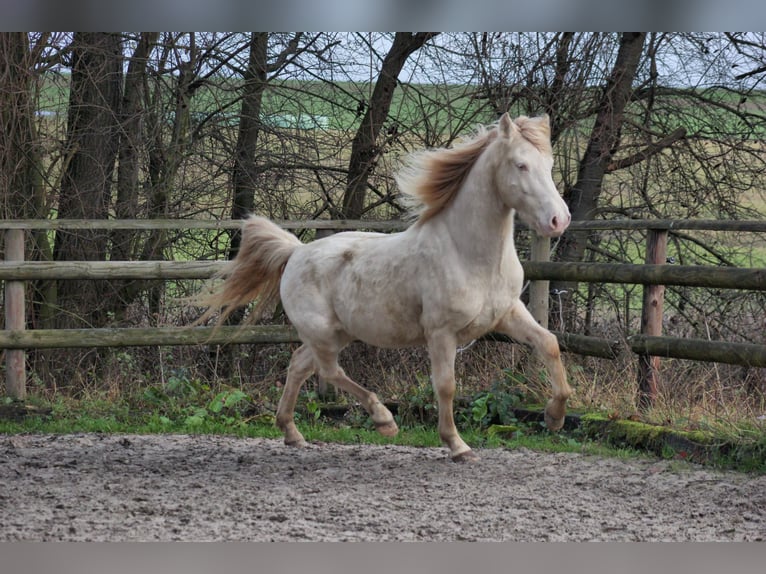 Aegidienberger Caballo castrado 5 años 150 cm Cremello in Hanhofen