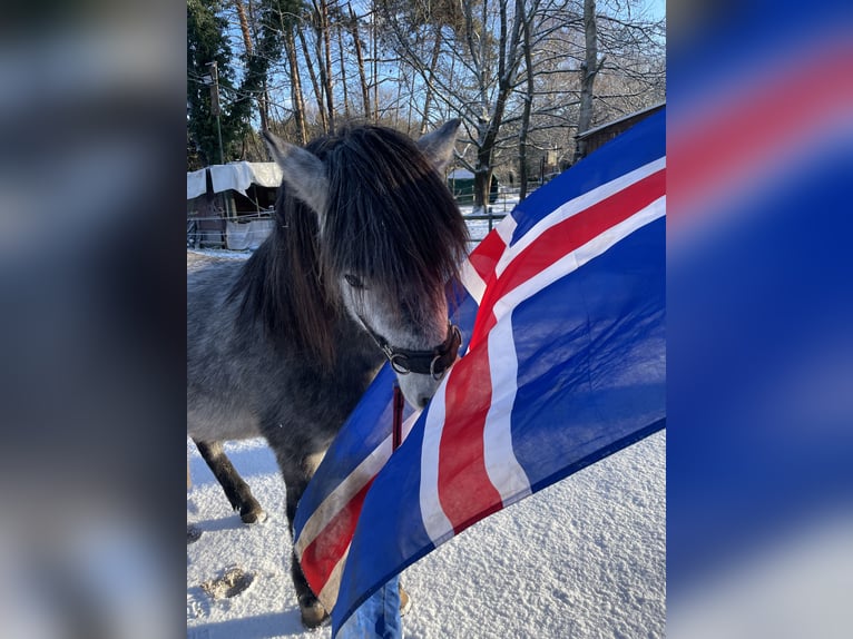 Aegidienberger Caballo castrado 5 años  in Dreieich