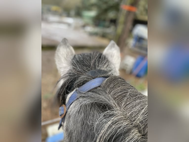 Aegidienberger Caballo castrado 5 años  in Dreieich