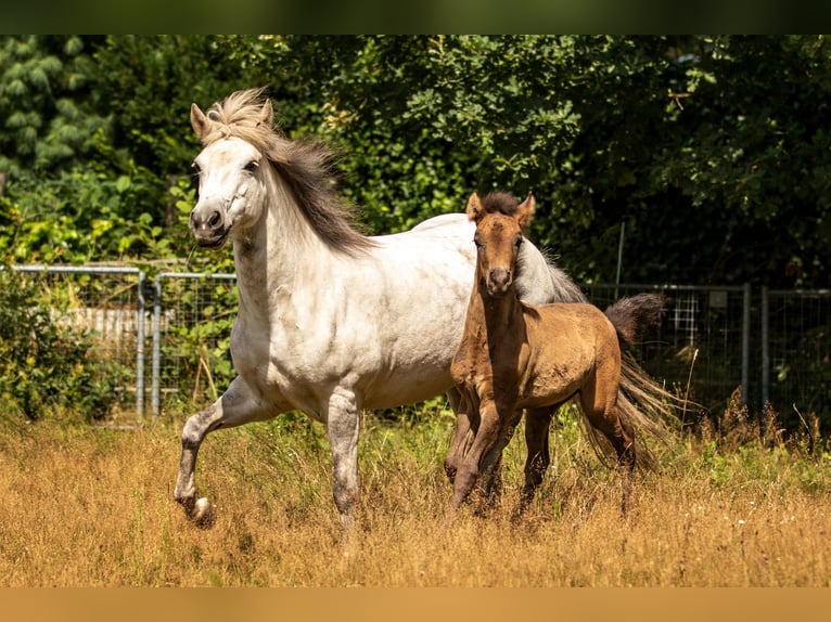 Aegidienberger Caballo castrado 5 años in Dreieich