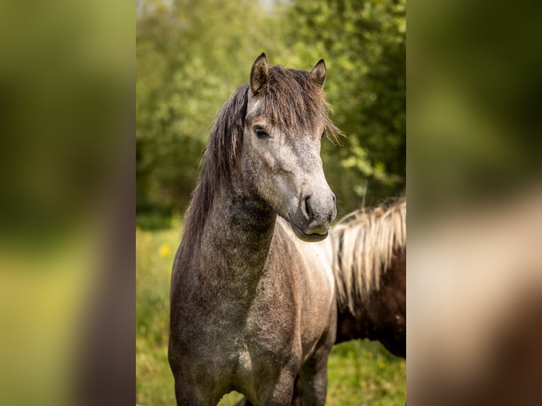 Aegidienberger Caballo castrado 5 años in Dreieich