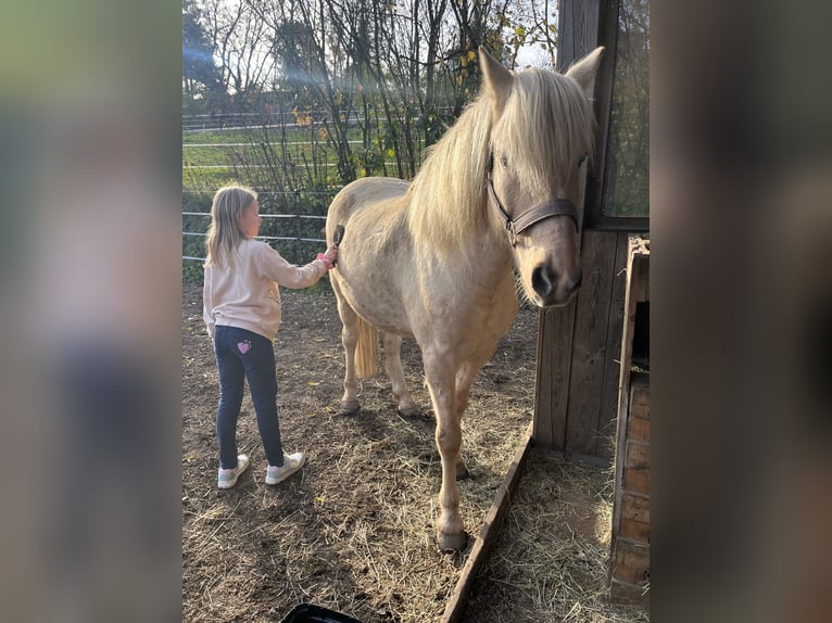 Aegidienberger Caballo castrado 7 años 148 cm Palomino in Riehen