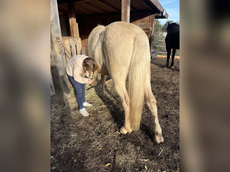 Aegidienberger Caballo castrado 7 años 148 cm Palomino in Riehen