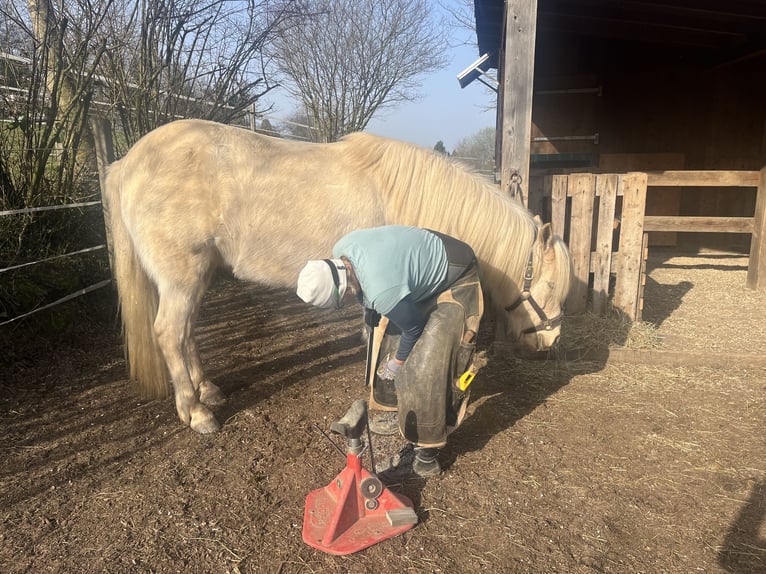Aegidienberger Caballo castrado 7 años 148 cm Palomino in Riehen