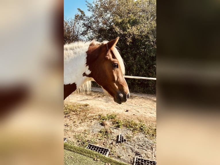 Aegidienberger Caballo castrado 9 años 148 cm Pío in AdelsheimAdelsheim