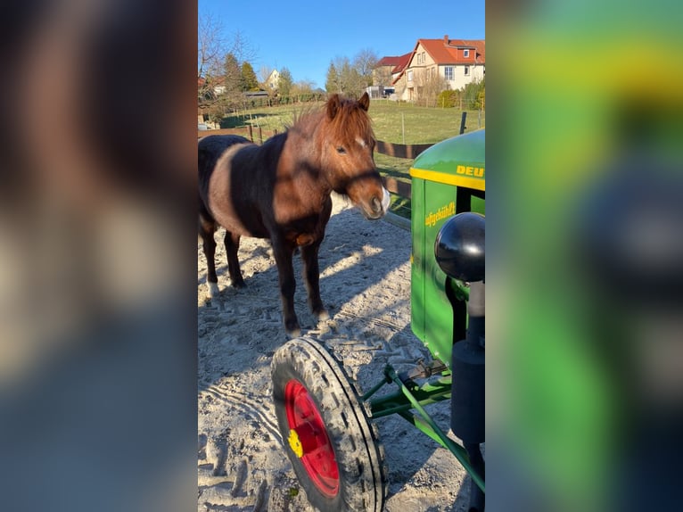 Aegidienberger Castrone 17 Anni 145 cm Sauro in Nordstemmen