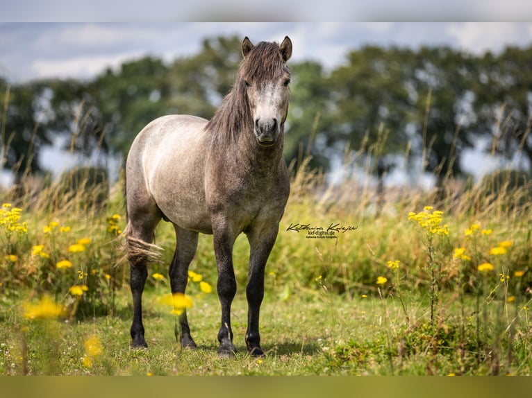 Aegidienberger Castrone 4 Anni in Dreieich