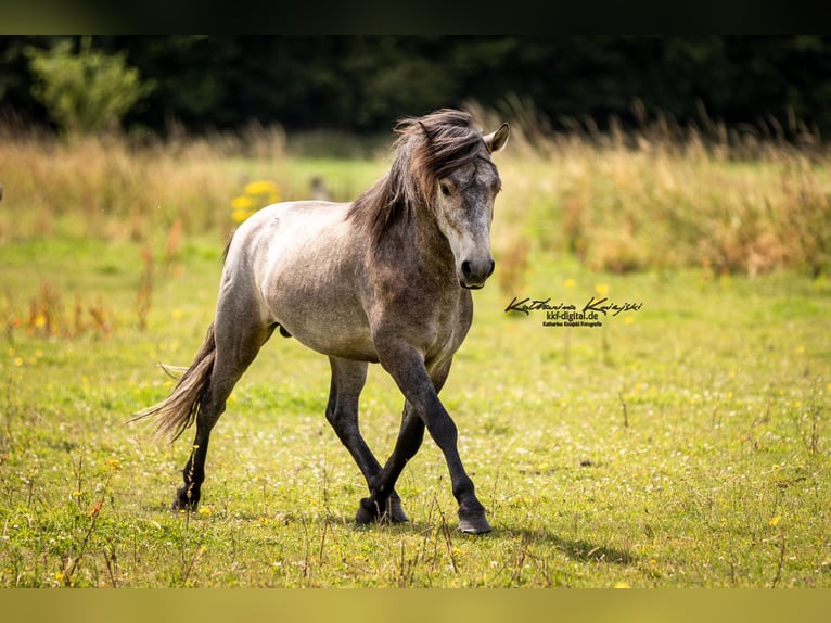Aegidienberger Castrone 5 Anni in Dreieich