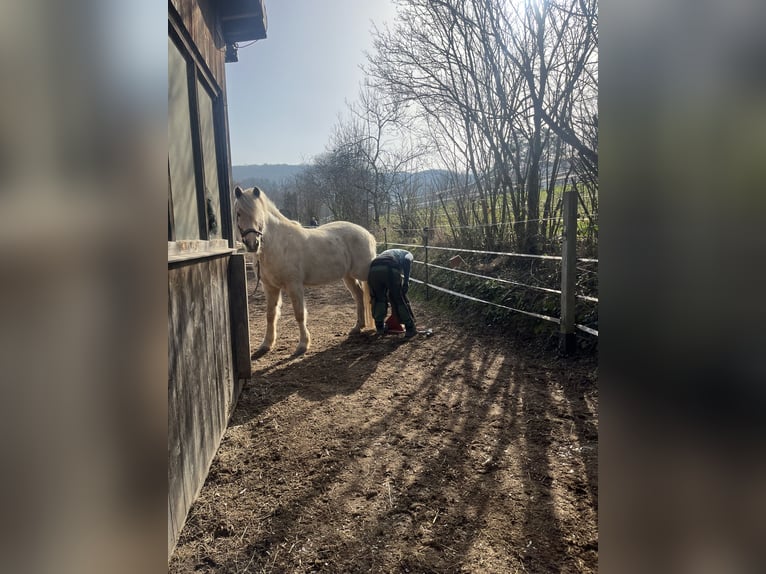Aegidienberger Castrone 7 Anni 148 cm Palomino in Riehen