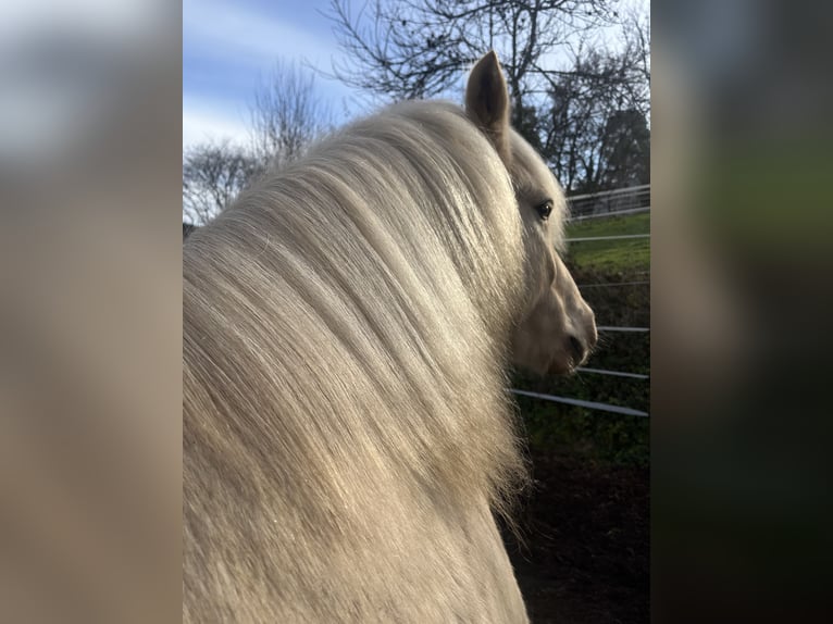 Aegidienberger Castrone 7 Anni 148 cm Palomino in Riehen
