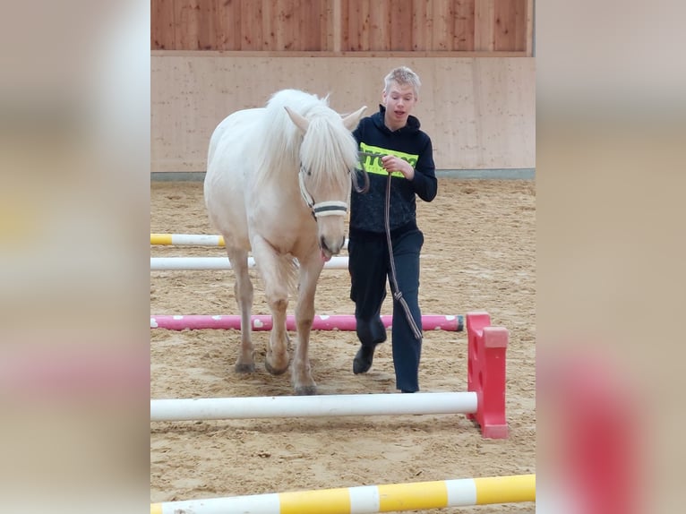 Aegidienberger Castrone 7 Anni 148 cm Palomino in Riehen