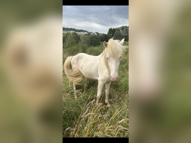 Aegidienberger Étalon 2 Ans 145 cm Pinto in Eopenrod