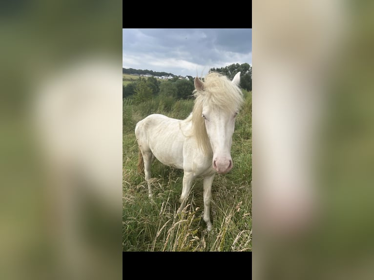 Aegidienberger Étalon 2 Ans 145 cm Pinto in Eopenrod