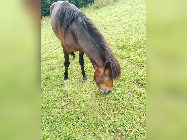 Aegidienberger Étalon 2 Ans 147 cm Bai in Lampaden