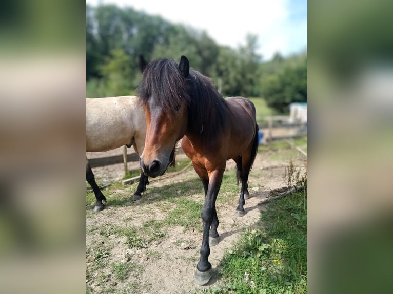 Aegidienberger Étalon 2 Ans 147 cm Bai in Lampaden