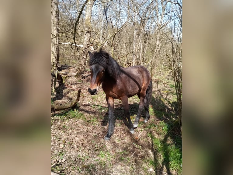 Aegidienberger Étalon 2 Ans 147 cm Bai in Lampaden