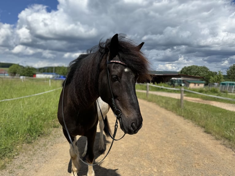 Aegidienberger Gelding 13 years 15 hh Pinto in Marburg