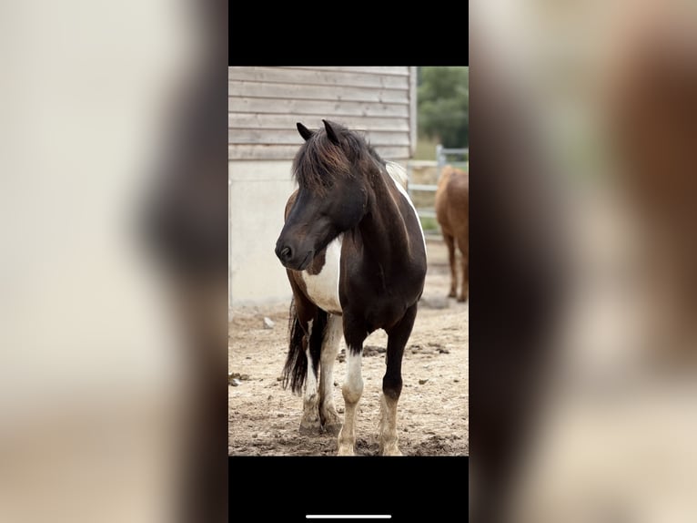 Aegidienberger Gelding 13 years 15 hh Pinto in Marburg