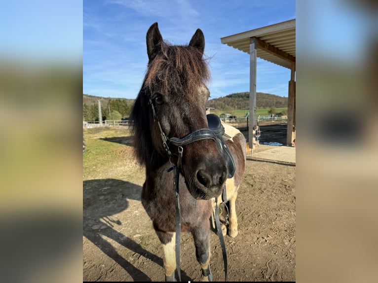 Aegidienberger Gelding 13 years 15 hh Pinto in Marburg