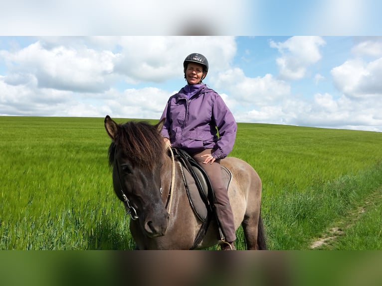 Aegidienberger Gelding 14 years 14,2 hh Dun in Mertingen