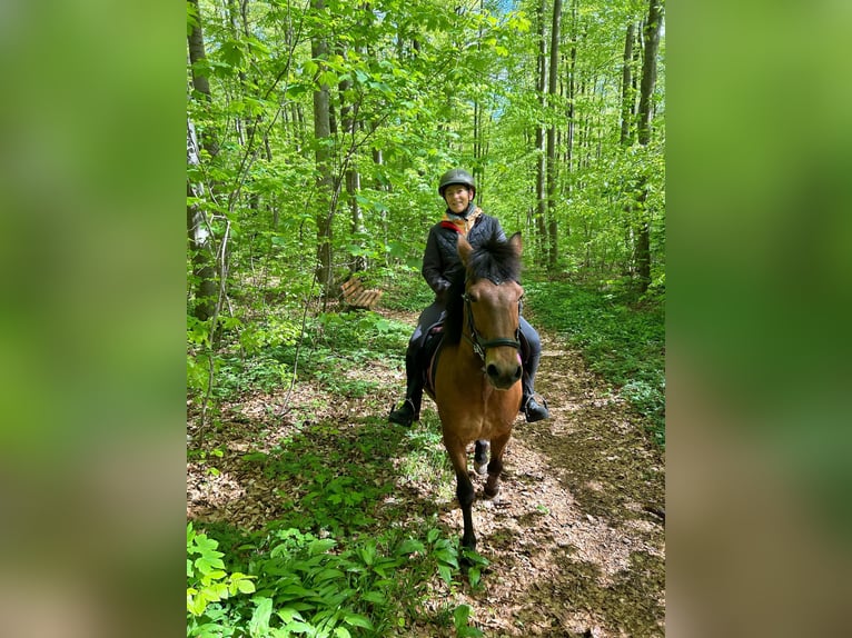Aegidienberger Gelding 15 years 14,1 hh Brown in Worbis