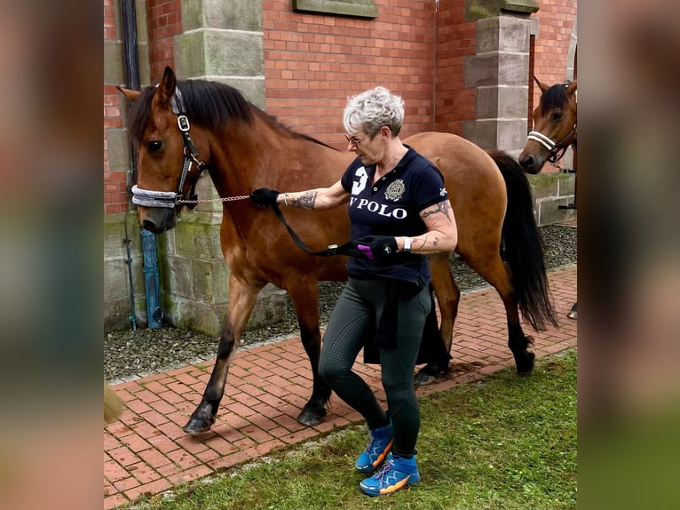 Aegidienberger Gelding 15 years 14,1 hh Brown in Worbis