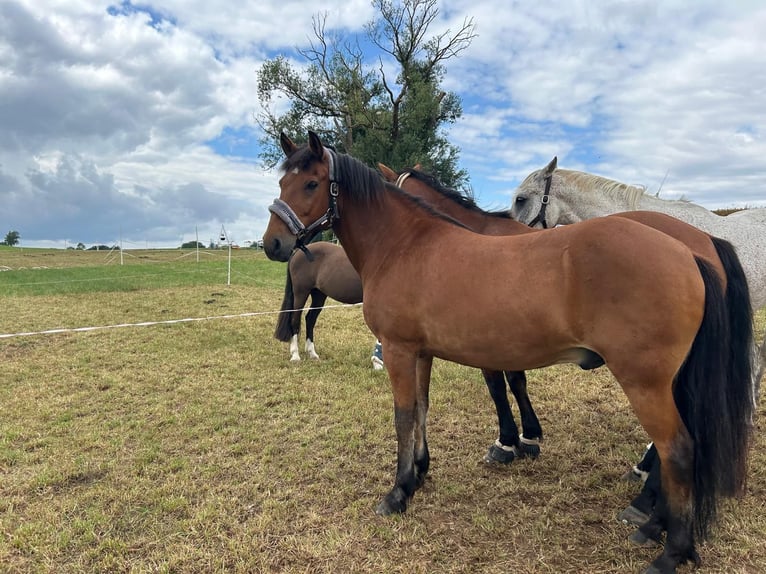 Aegidienberger Gelding 15 years 14,1 hh Brown in Worbis