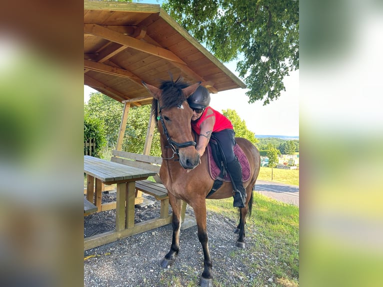 Aegidienberger Gelding 15 years 14,1 hh Brown in Worbis
