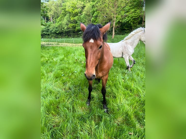 Aegidienberger Gelding 15 years 14,1 hh Brown in Worbis