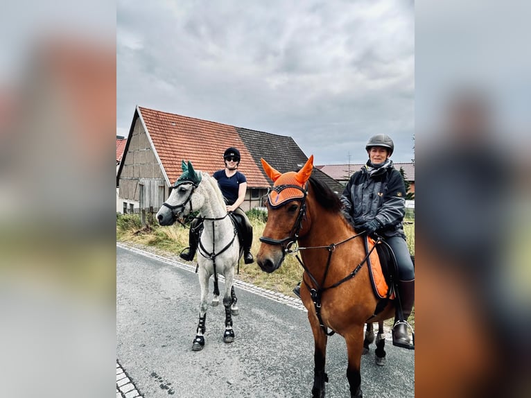Aegidienberger Gelding 15 years 14,1 hh Brown in Worbis