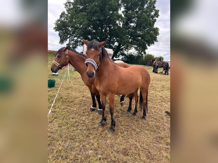 Aegidienberger Gelding 15 years 14,1 hh Brown in Worbis