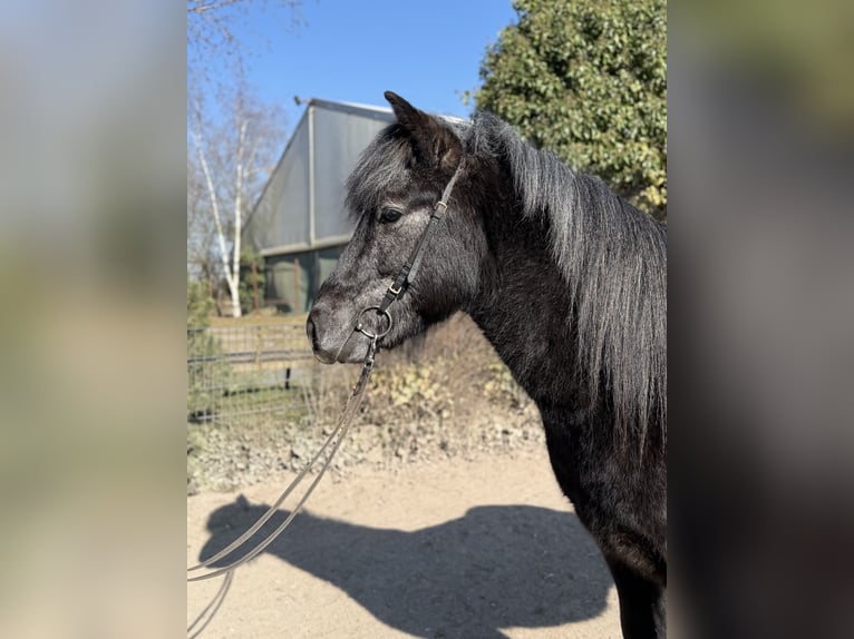 Aegidienberger Gelding 5 years 13.3 hh Grey-Dark-Tan in Bad Honnef