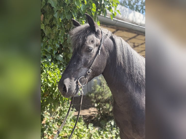 Aegidienberger Gelding 5 years 13.3 hh Grey-Dark-Tan in Bad Honnef
